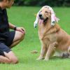 Color Braided Dog Chew Training Toys - L (60cm)