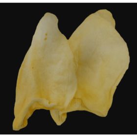Cow Ears  (Pack of 15)