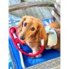 Dog Harness
