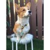 Dog Collar