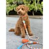 Dog Collar