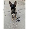 Dog Collar