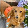 Dog Harness