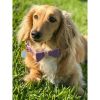 Dog Collar
