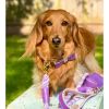 Dog Collar