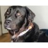 The Dowg Dog Collar