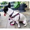 The Dowg Dog Harness