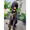 The Dowg Dog Harness